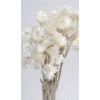 EVERLASTING 13" NATURAL WHITE EVERLASTING 13" NATURAL WHITE